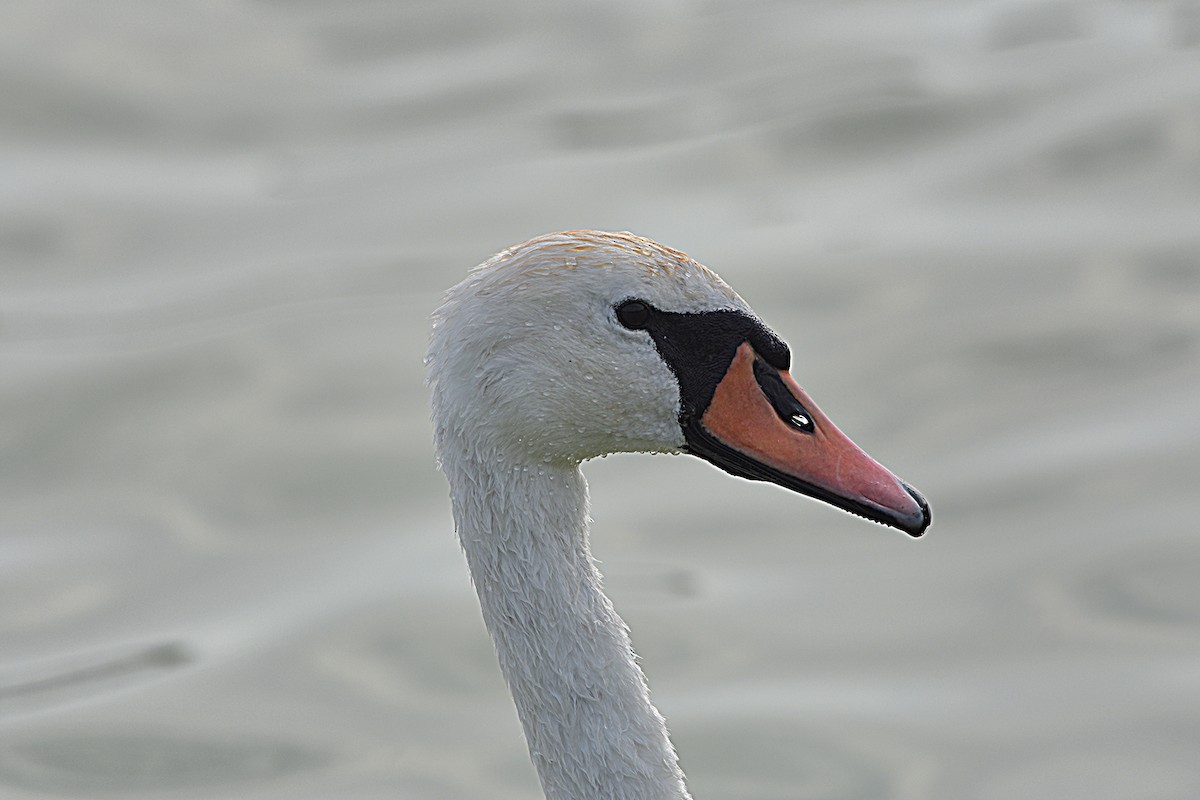 疣鼻天鵝 - ML644688307