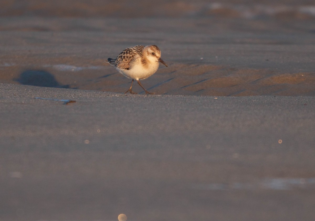 Гурвалж элсэг - ML644688313