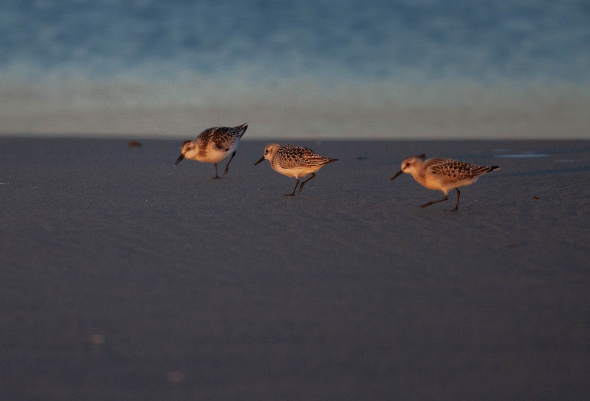 Гурвалж элсэг - ML644688315