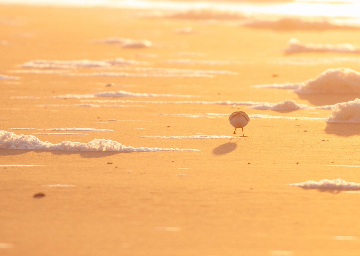 Гурвалж элсэг - ML644688316