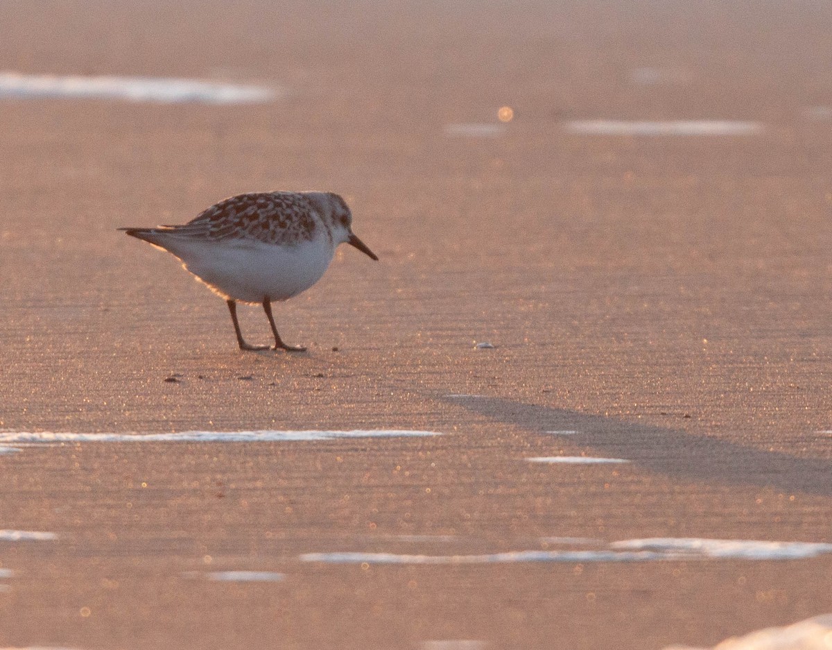 Гурвалж элсэг - ML644688317