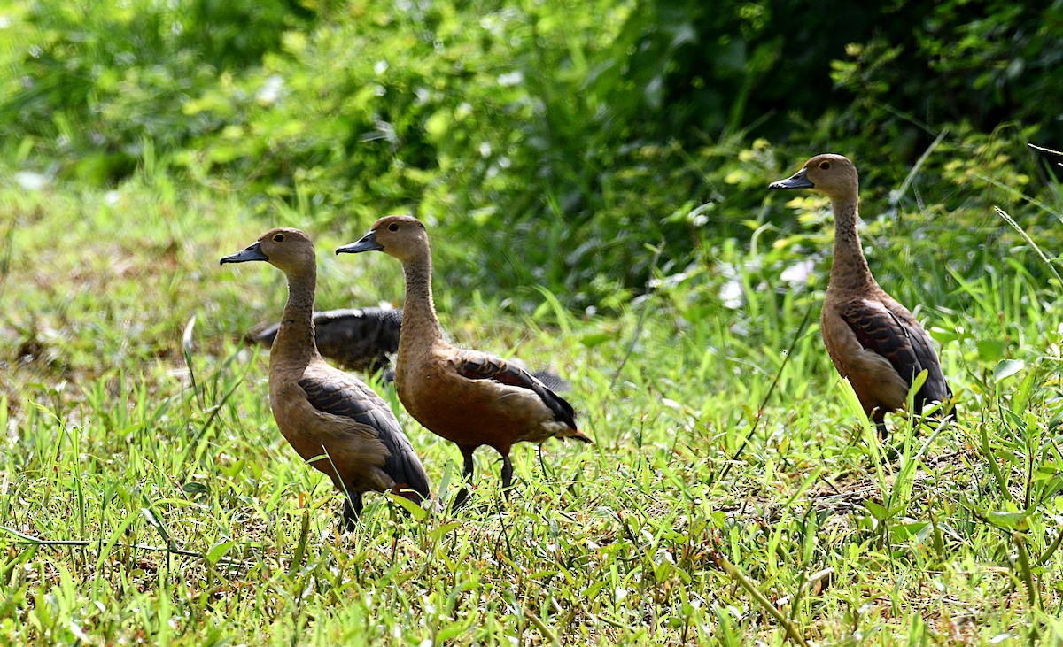 אווזון קטן - ML644688327