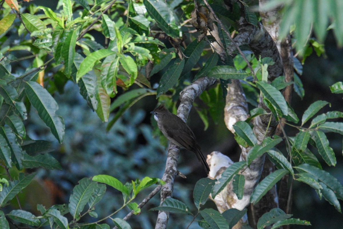 Bulbul ocré - ML644688328