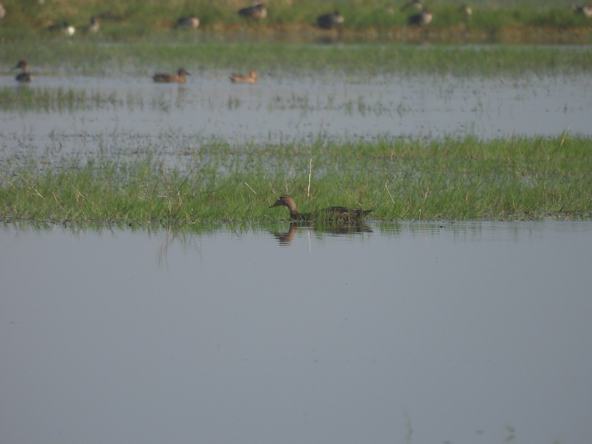 Mexican Duck - ML644688337