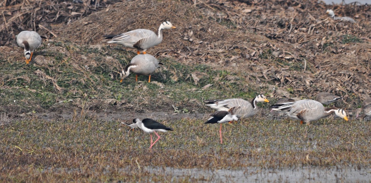 Хээрийн галуу - ML644688340