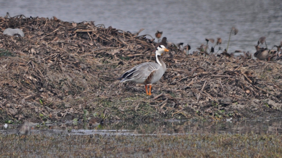 Хээрийн галуу - ML644688341