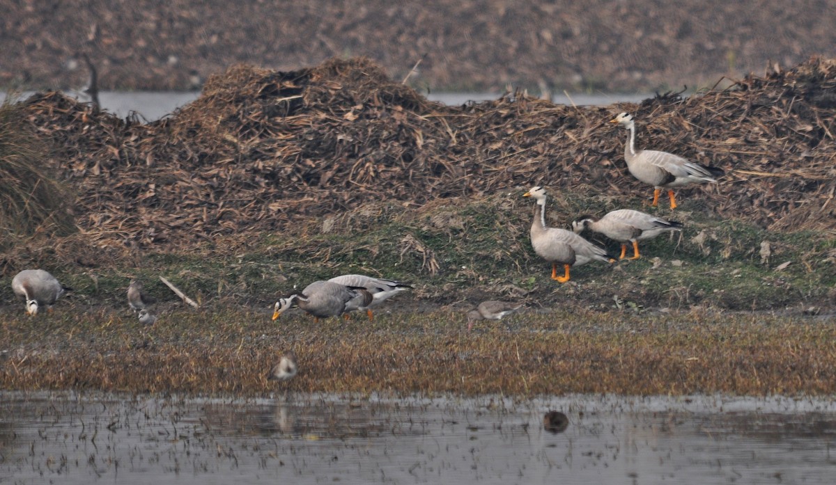 Хээрийн галуу - ML644688342