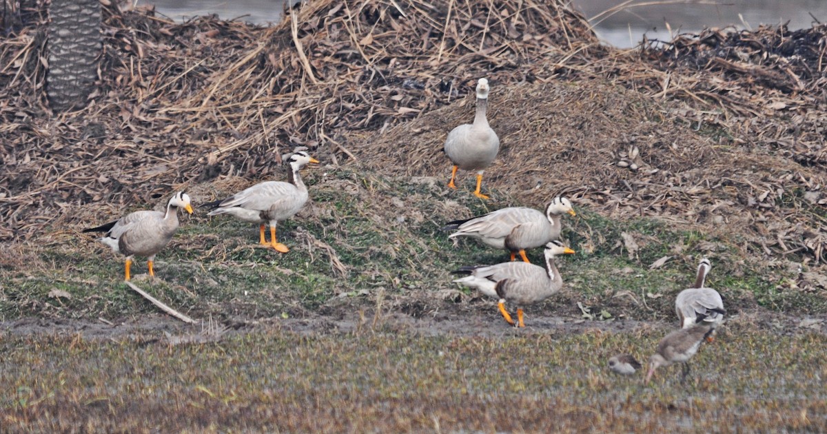 Хээрийн галуу - ML644688343