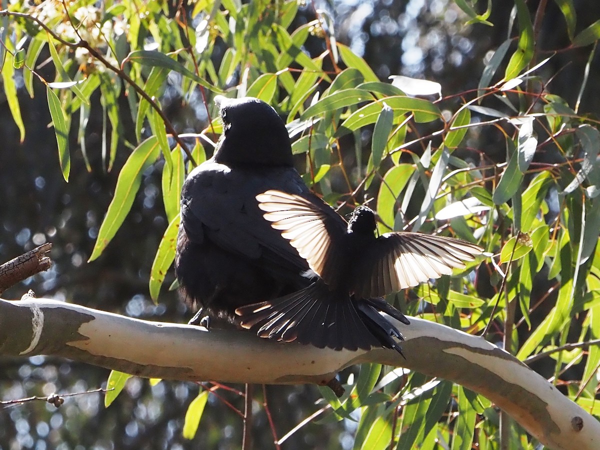 Южноавстралийский ворон - ML644688345