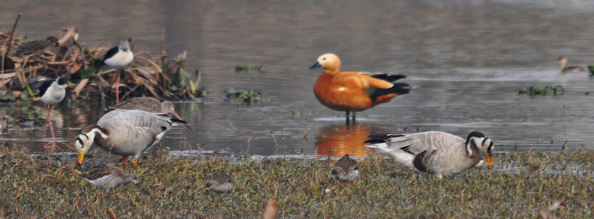 Хондон ангир - ML644688347