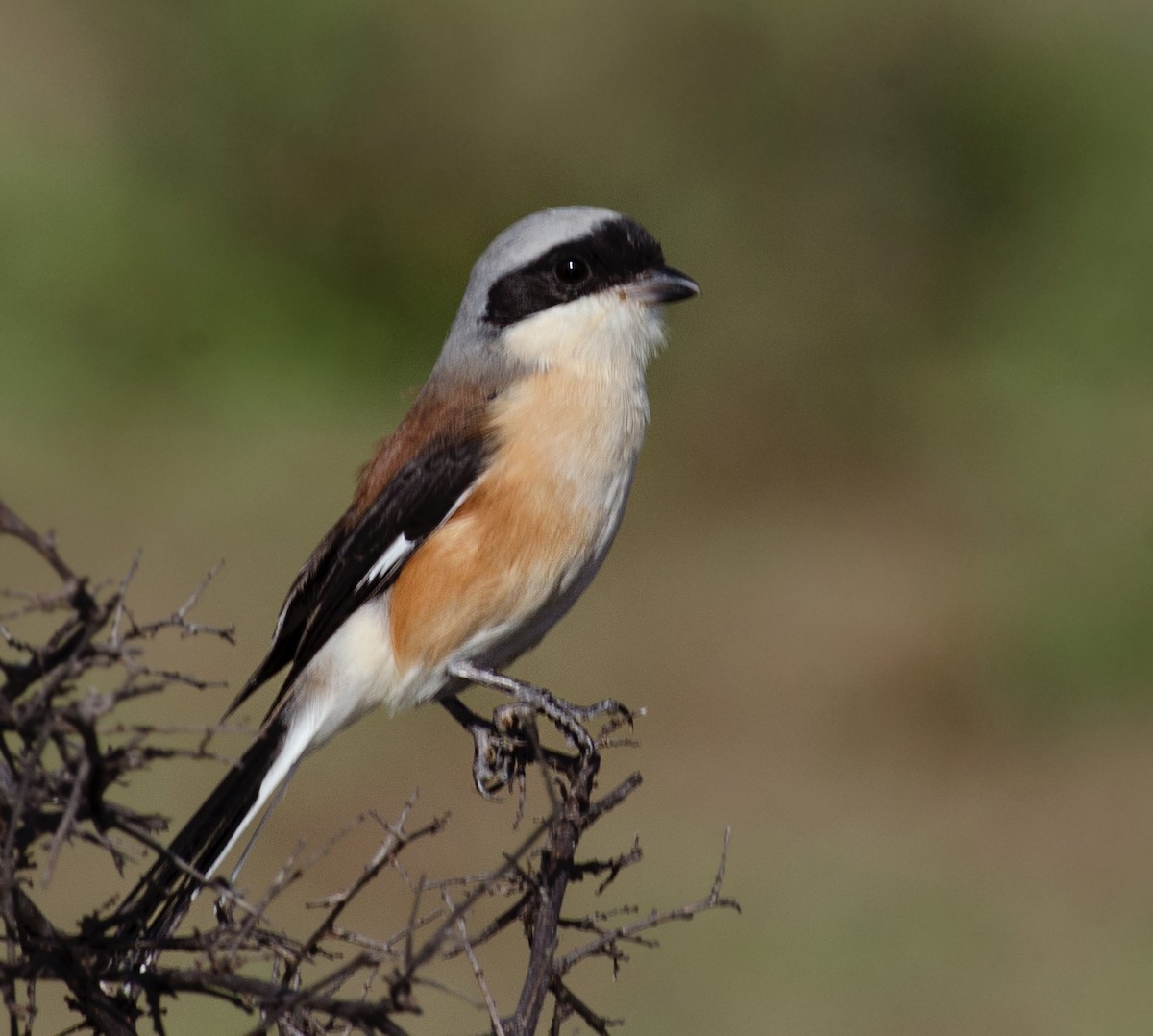 Pie-grièche à bandeau - ML644688349