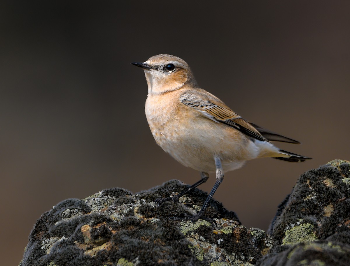 ハシグロヒタキ - ML644688356