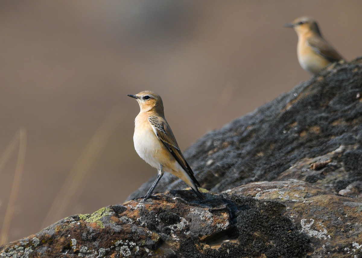 ハシグロヒタキ - ML644688357