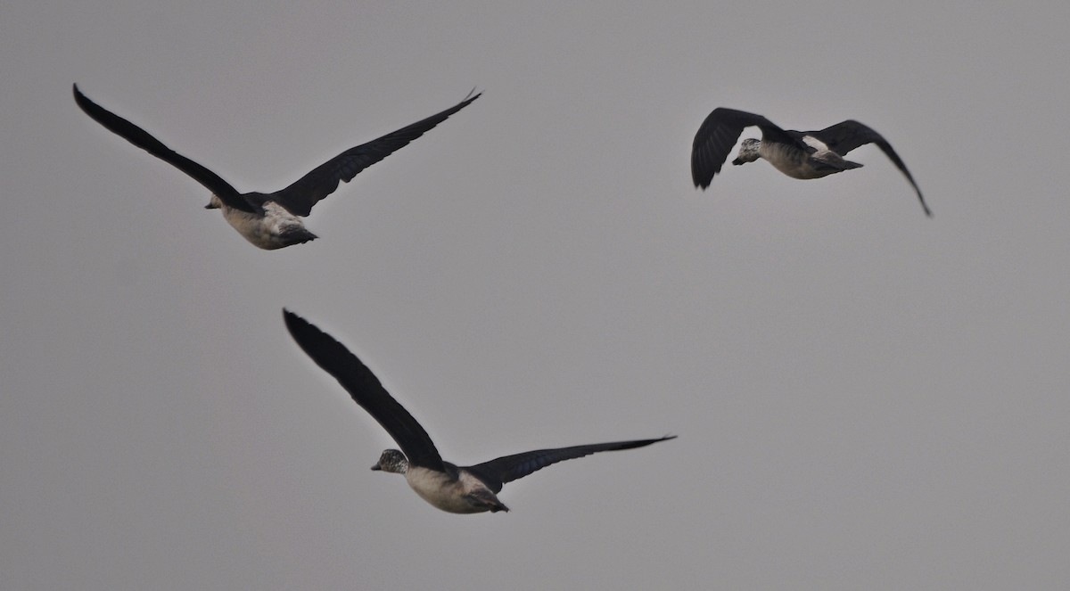 Knob-billed Duck - ML644688359