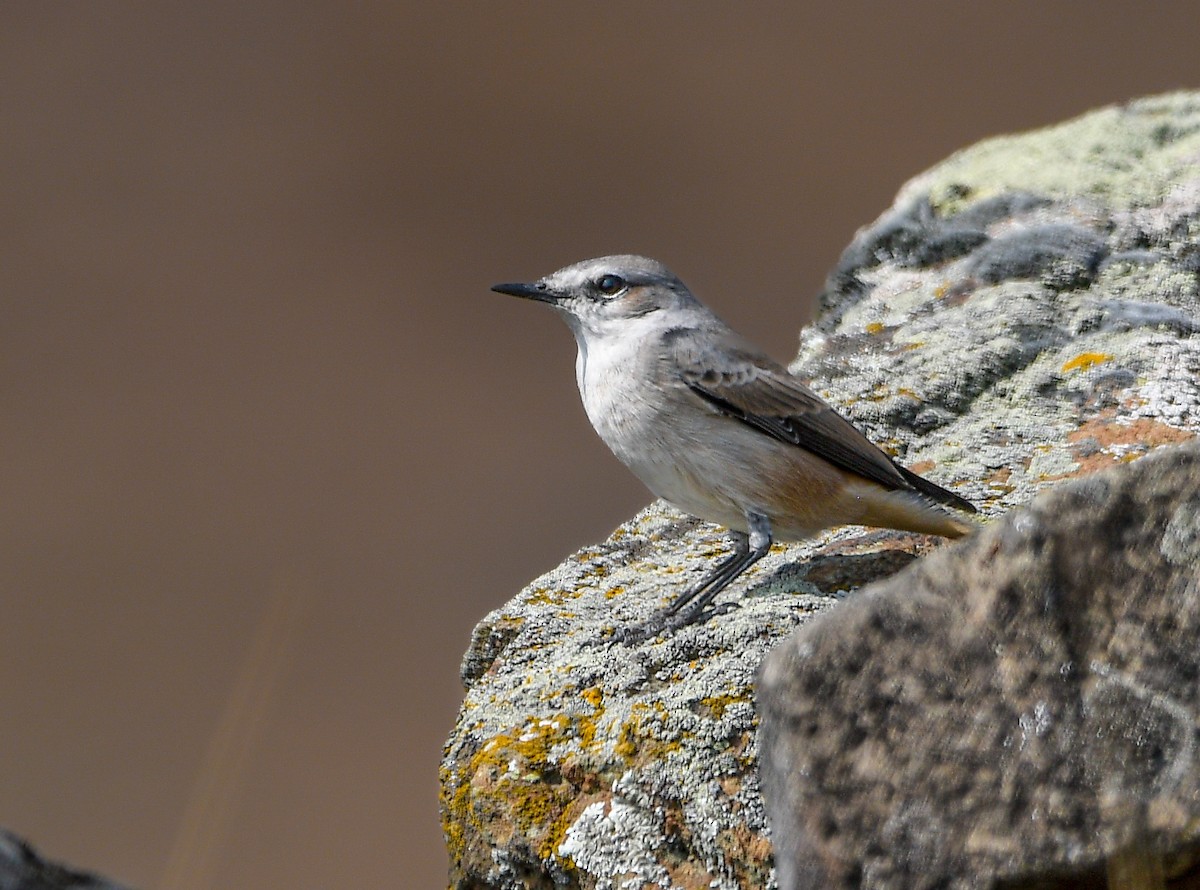 Persian Wheatear - ML644688361
