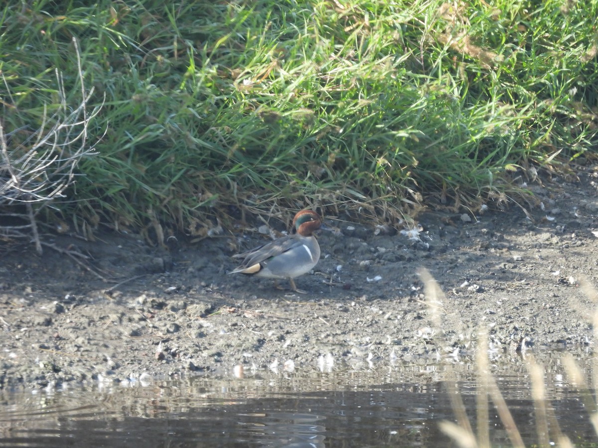 小水鴨 - ML644688363