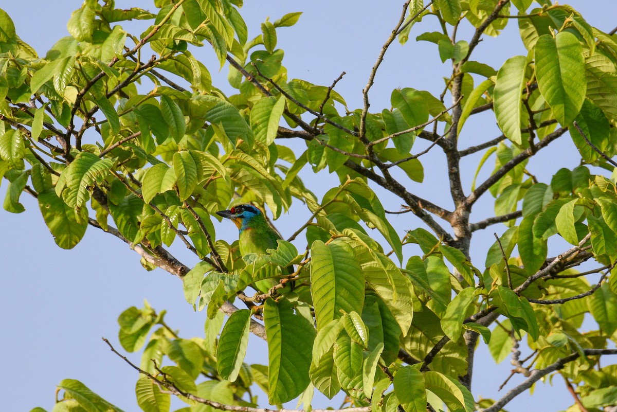 Barbudo Cejinegro - ML644688364