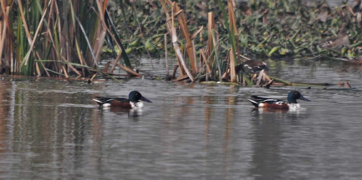 Халбага нугас - ML644688365