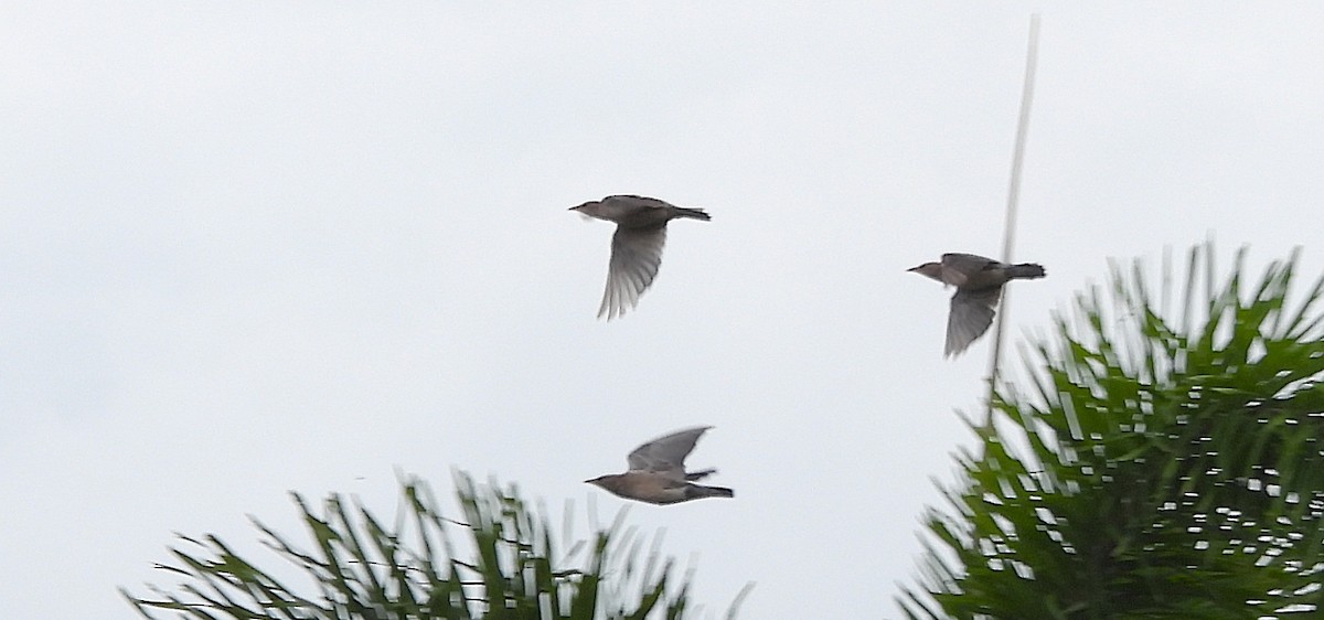 rosenstær - ML644688369