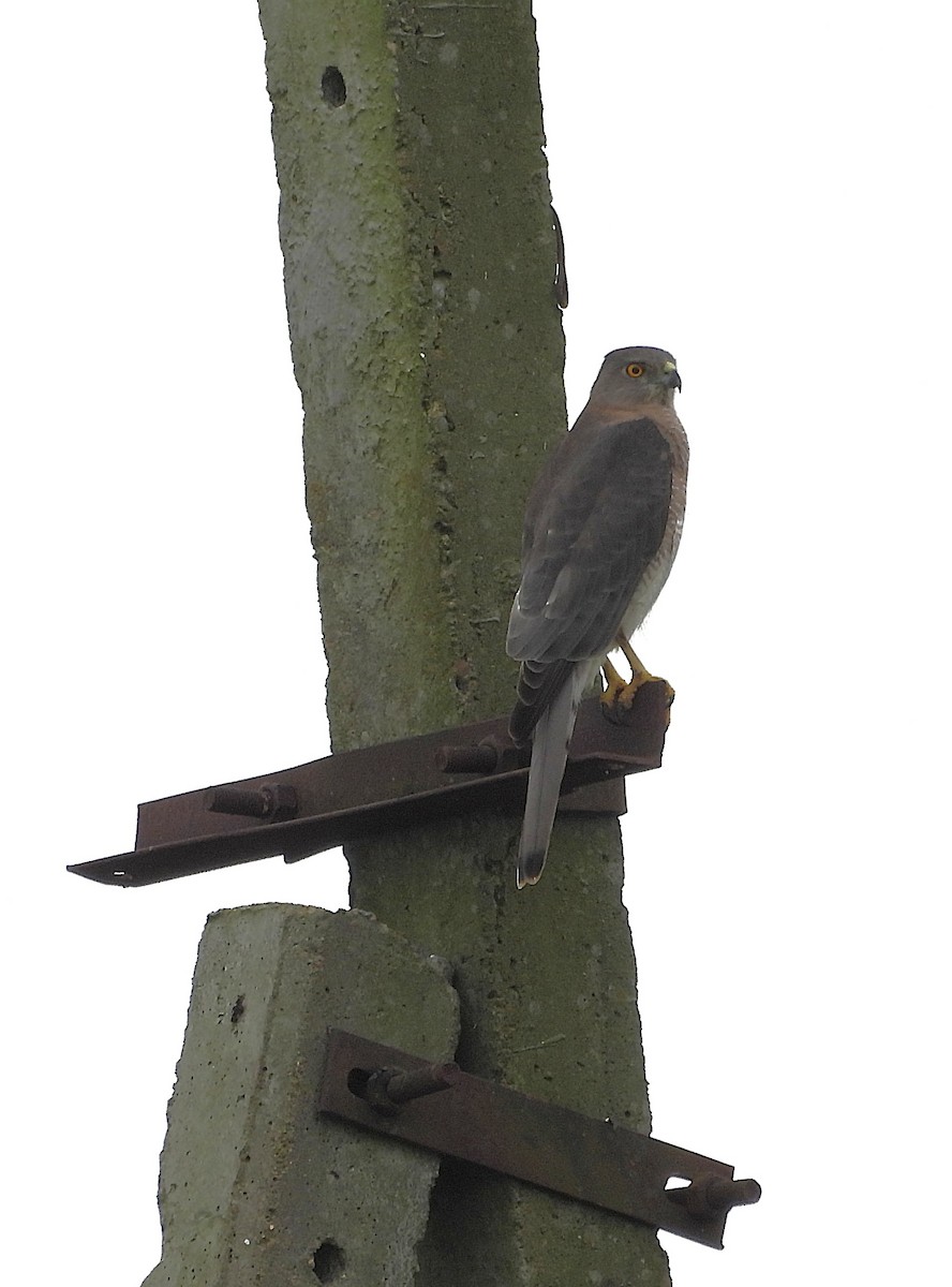 shikrahauk - ML644688373