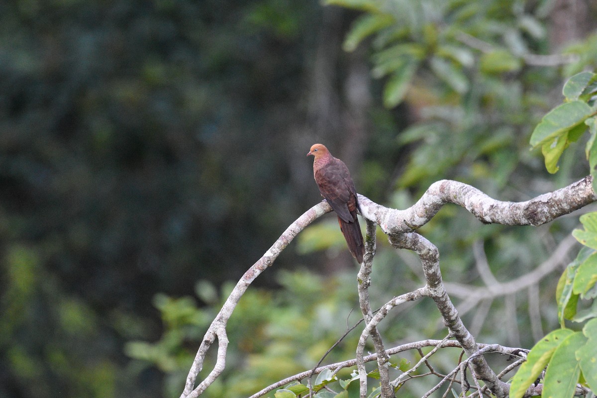 Little Cuckoo-Dove - ML644688374