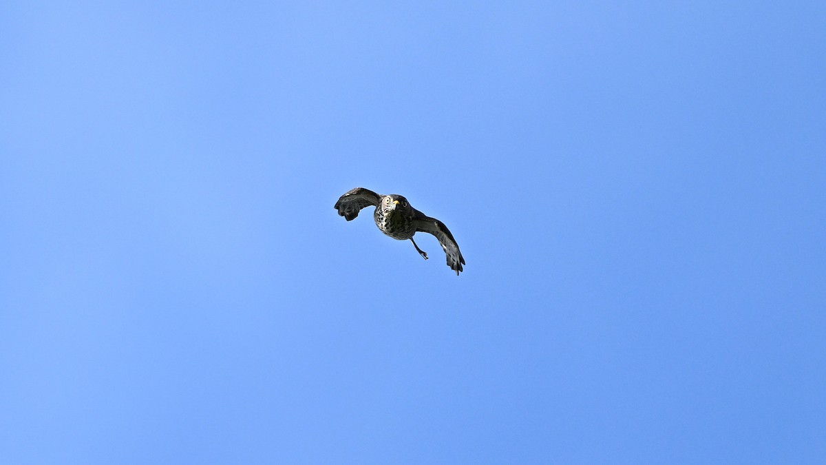 Chinese Sparrowhawk - ML644688375