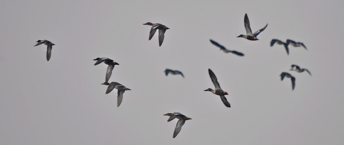 Indian Spot-billed Duck - ML644688377
