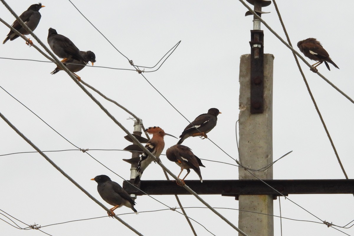 Common Hoopoe - ML644688378