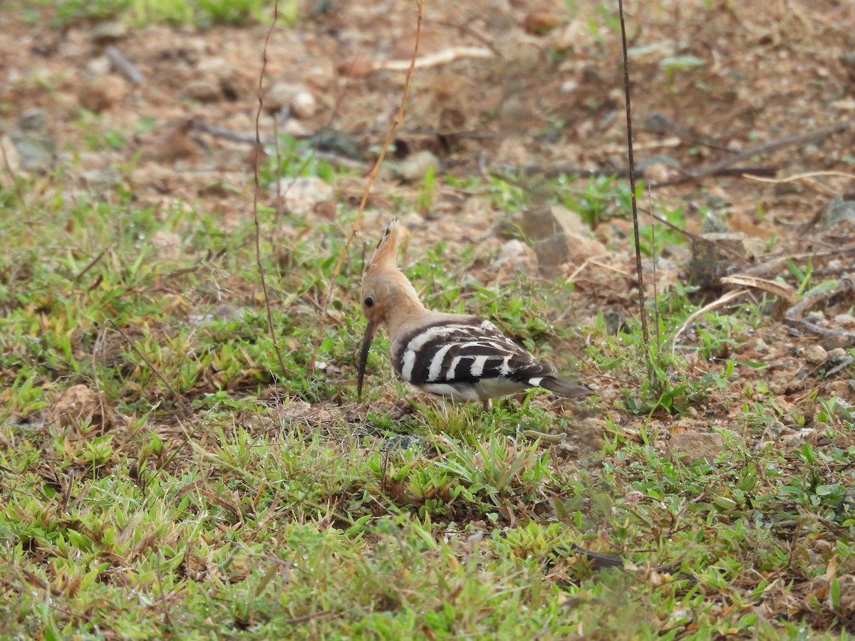 Common Hoopoe - ML644688379