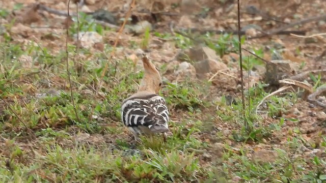 Common Hoopoe - ML644688380