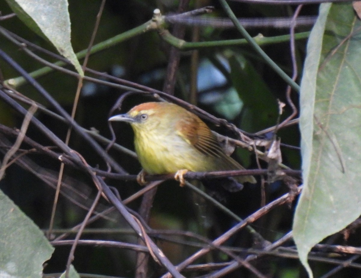 Pin-striped Tit-Babbler (Pin-striped) - ML644688381