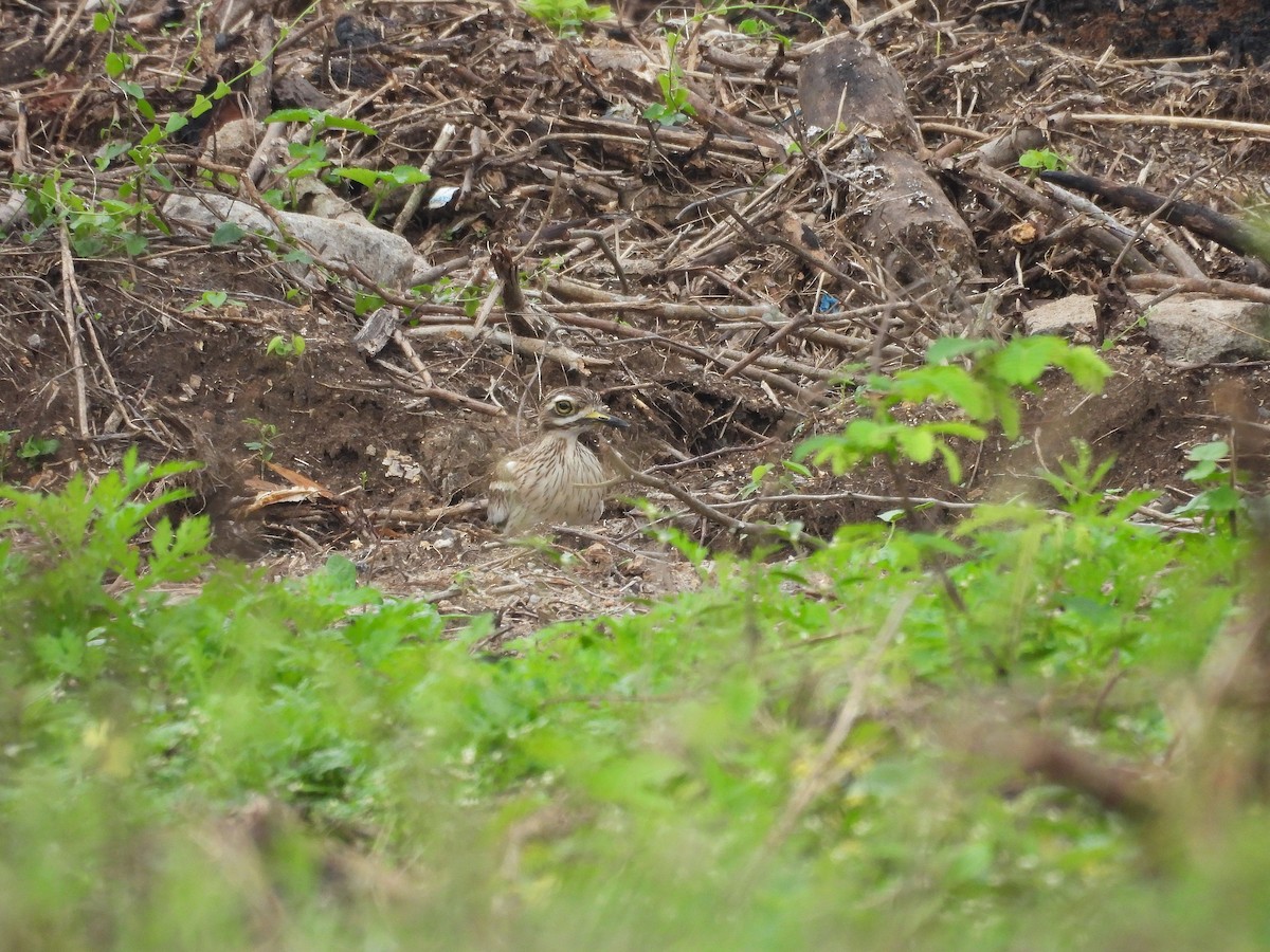 Indian Thick-knee - ML644688388