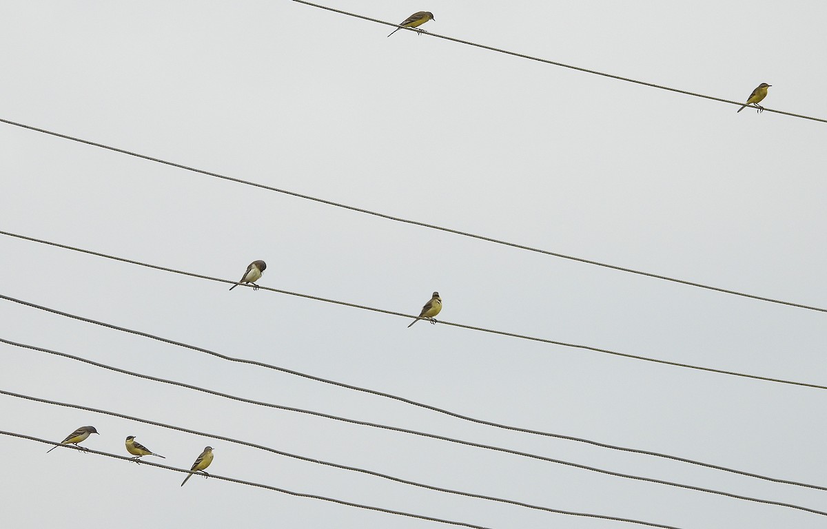 Western Yellow Wagtail - ML644688390