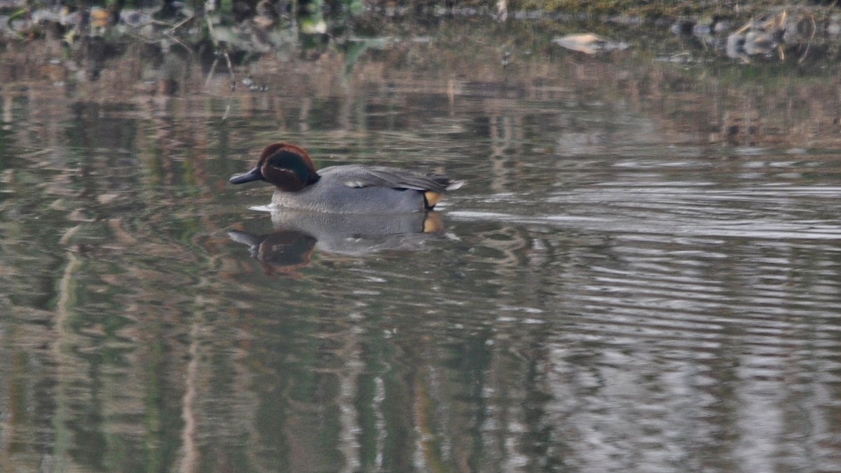 Green-winged Teal - ML644688391