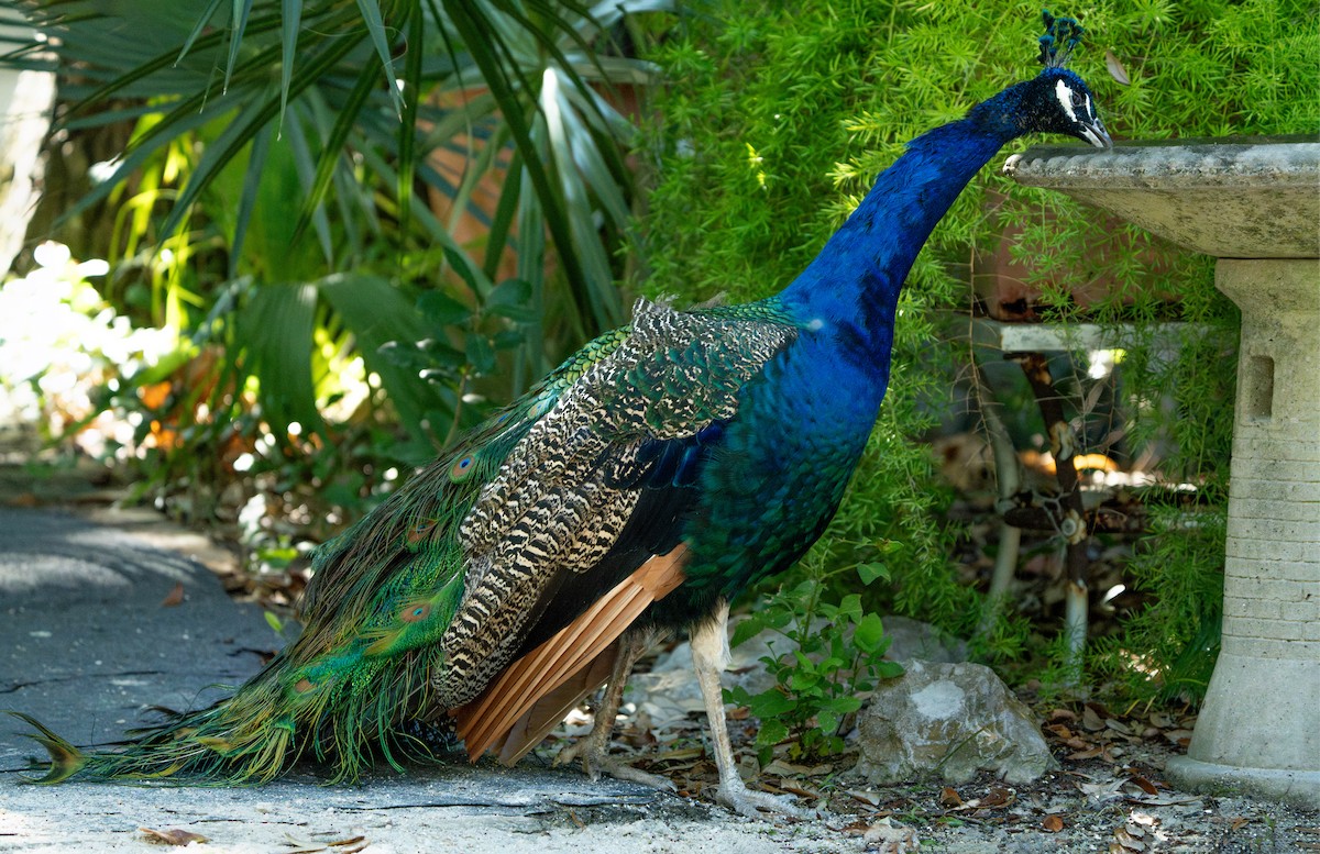 Indian Peafowl - ML644688392