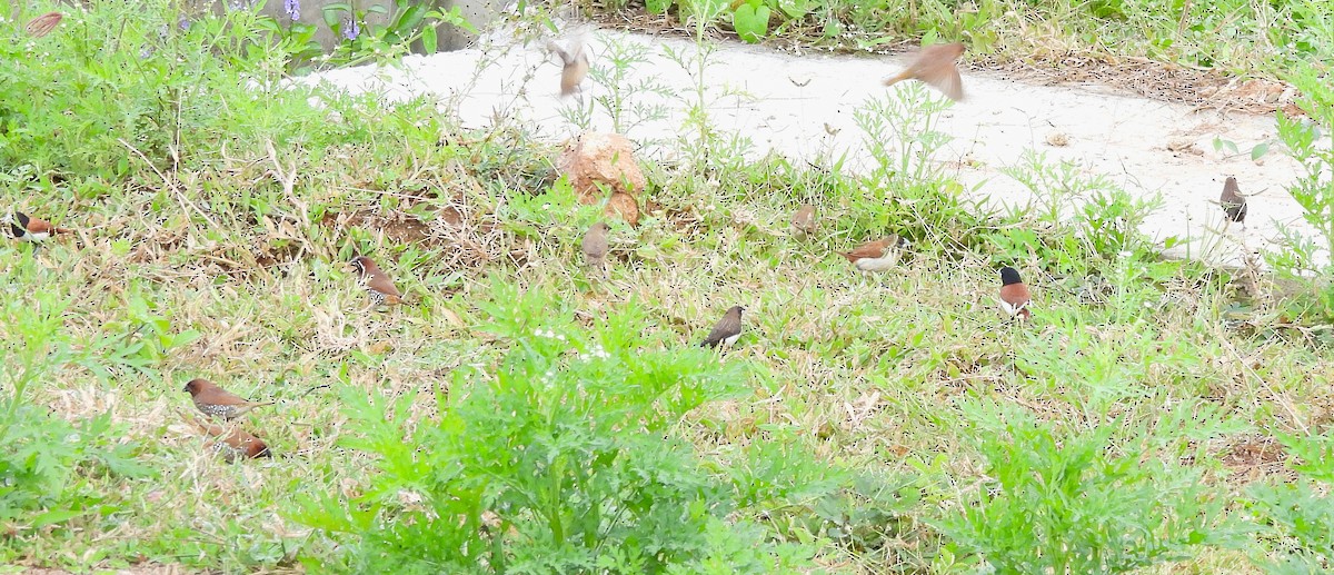 Scaly-breasted Munia - ML644688393