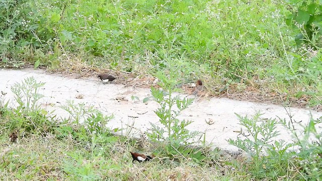Scaly-breasted Munia - ML644688394
