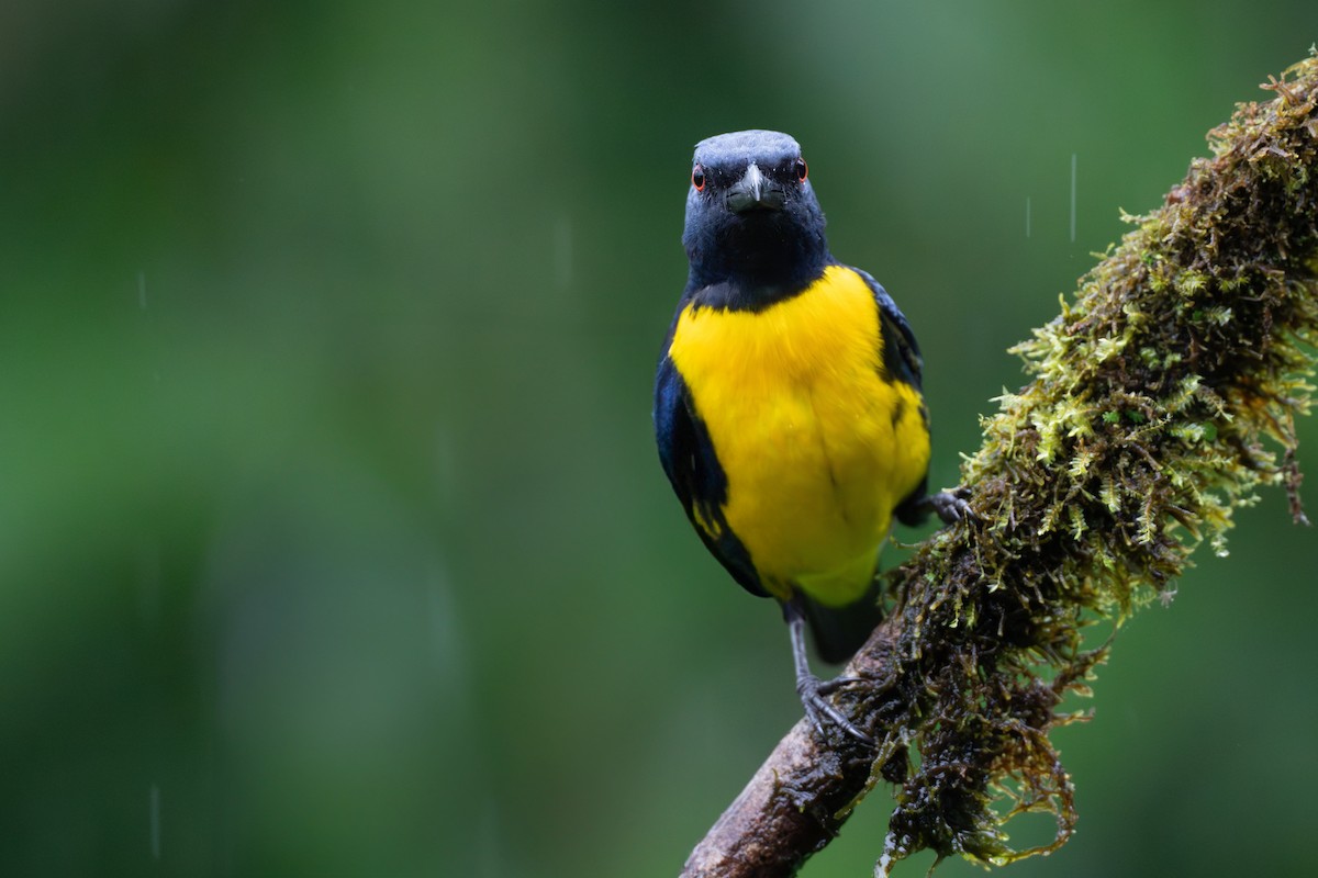 Blue-and-gold Tanager - ML644688397