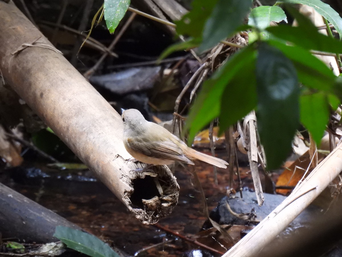 Cyornis sp. - ML644688401