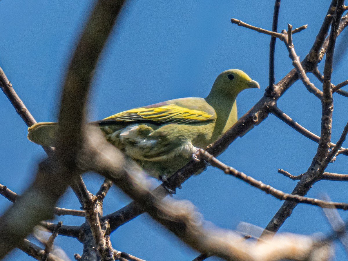 Sumba Green-Pigeon - ML644688402