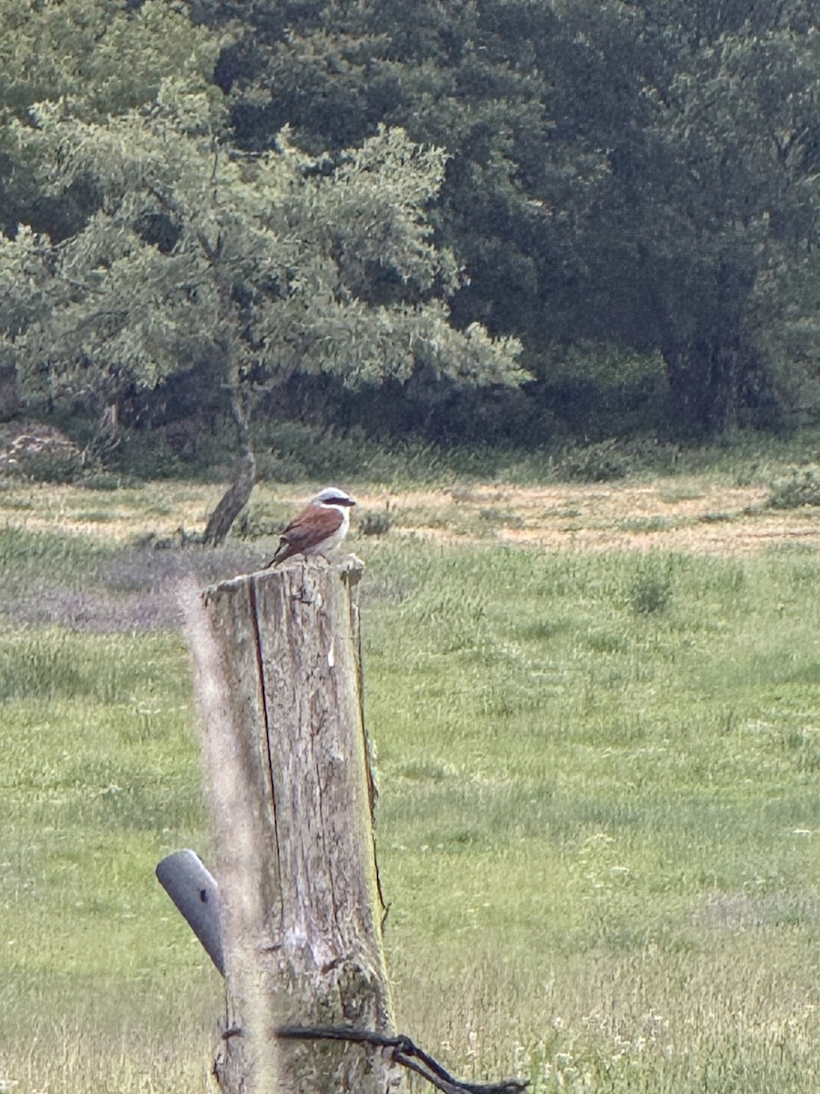 Red-backed Shrike - ML644688403