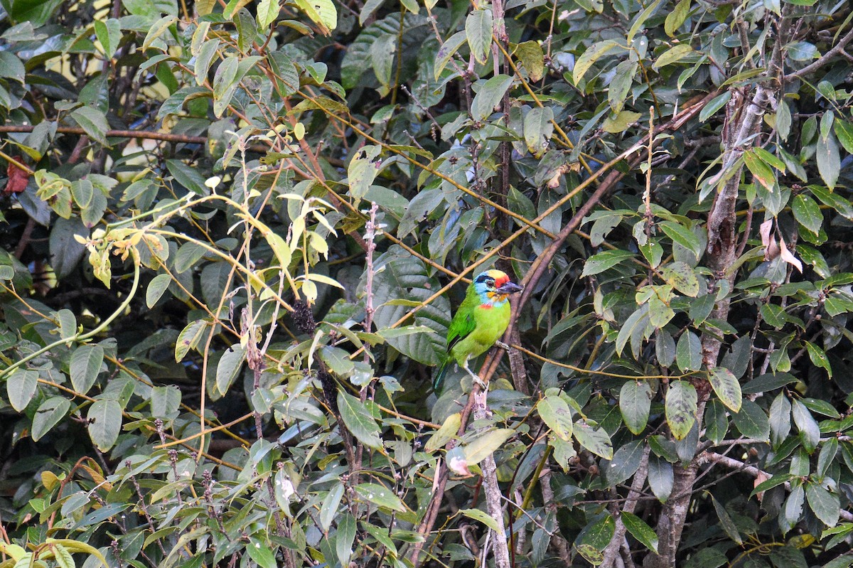 Black-browed Barbet - ML644688405