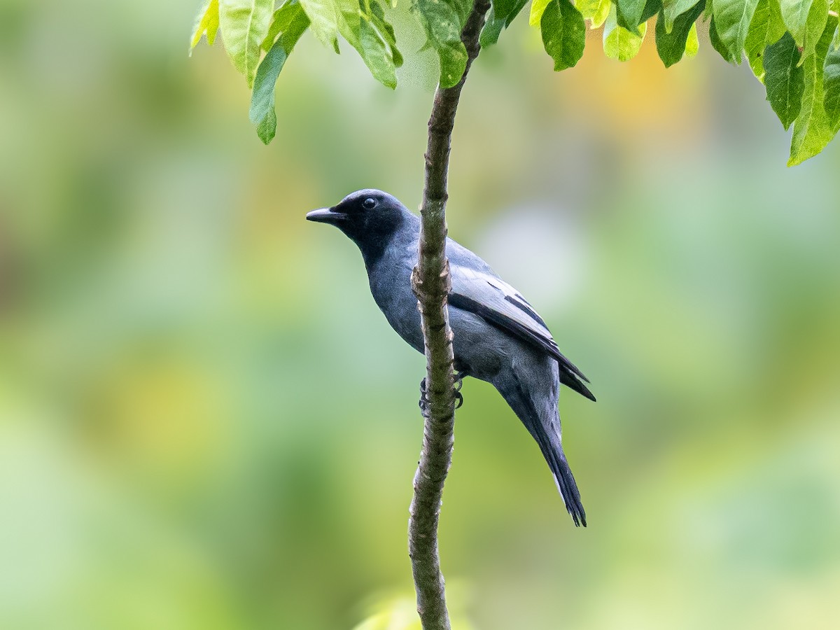 Pale-shouldered Cicadabird - ML644688406