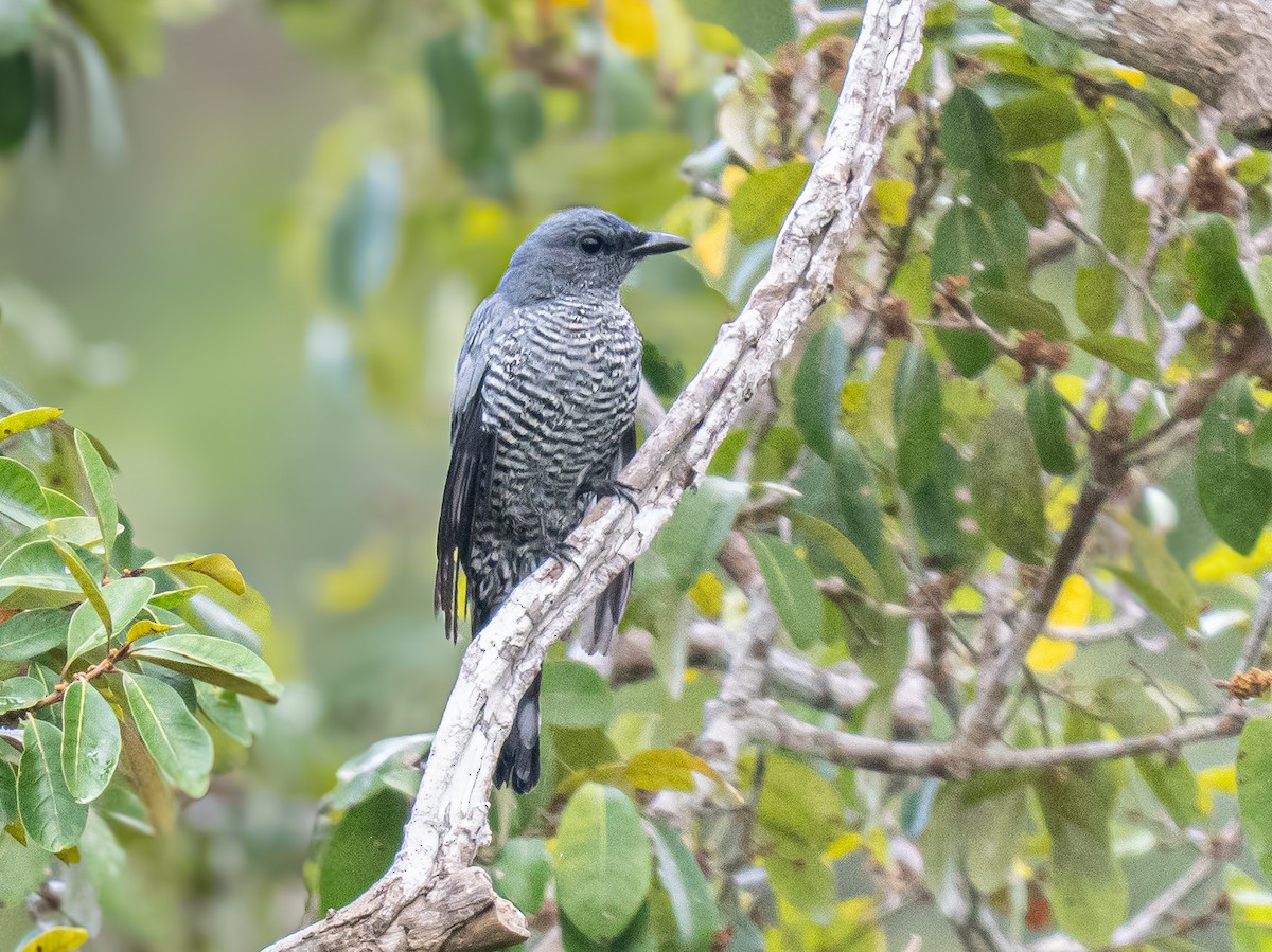 Pale-shouldered Cicadabird - ML644688407