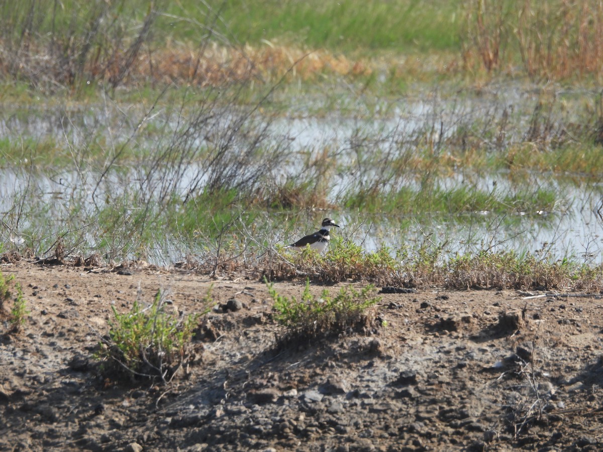 Killdeer - ML644688408