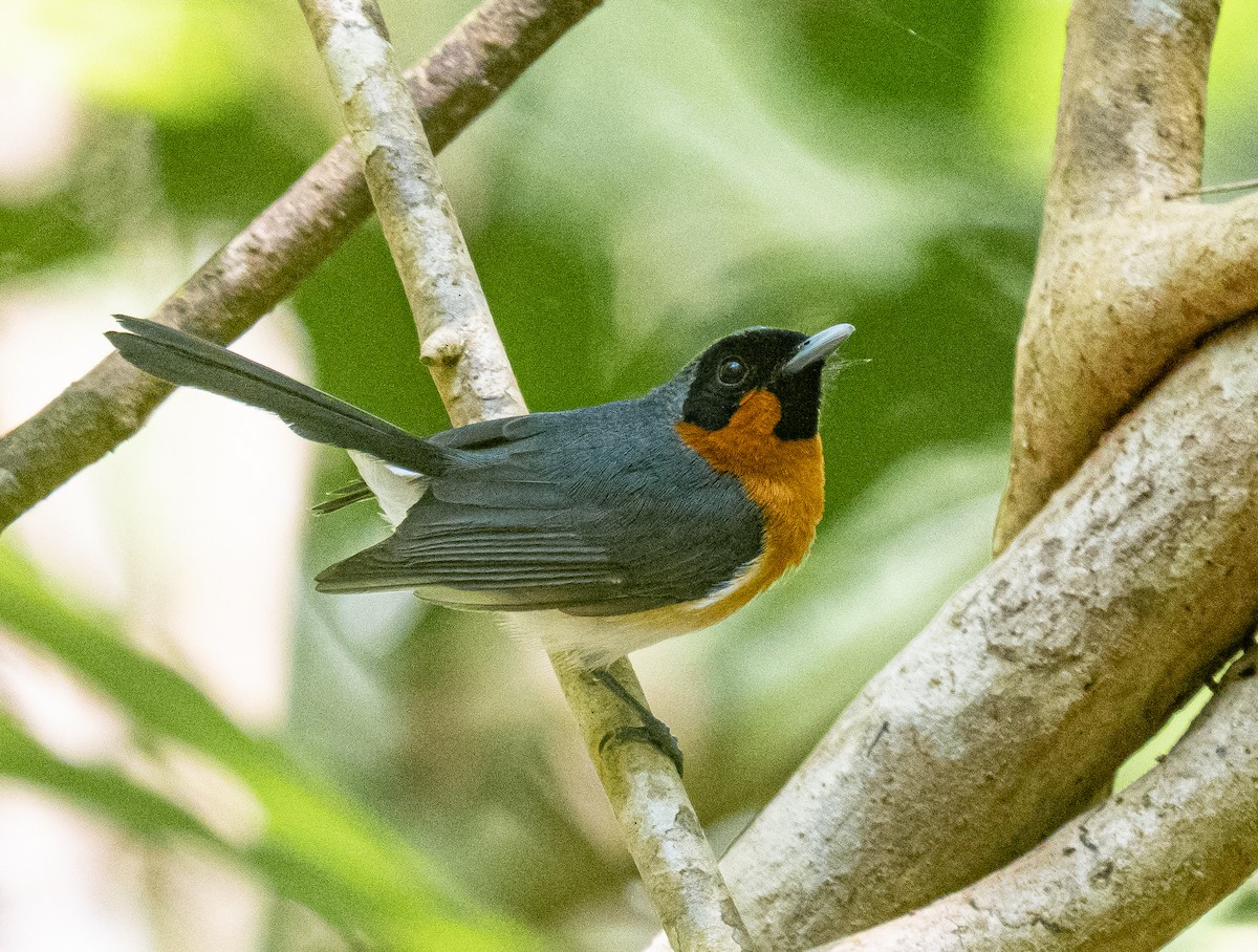 Australian Spectacled Monarch - ML644688409