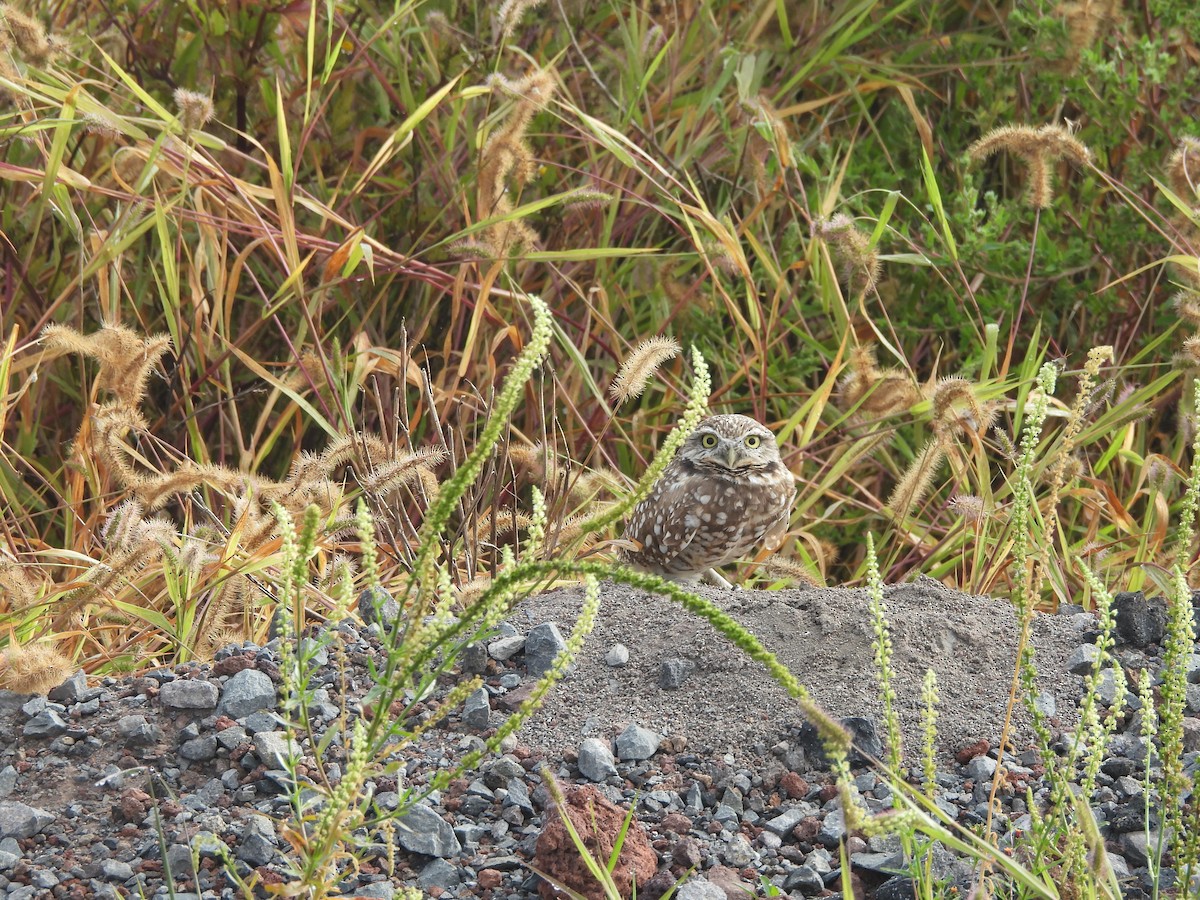 Burrowing Owl - ML644688411
