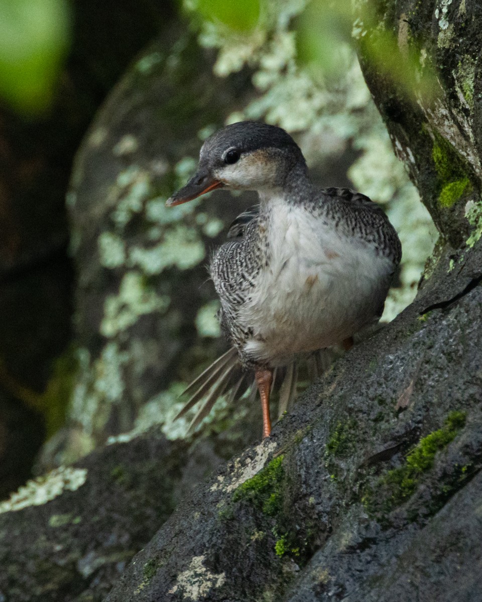 Torrent Duck - ML644688412