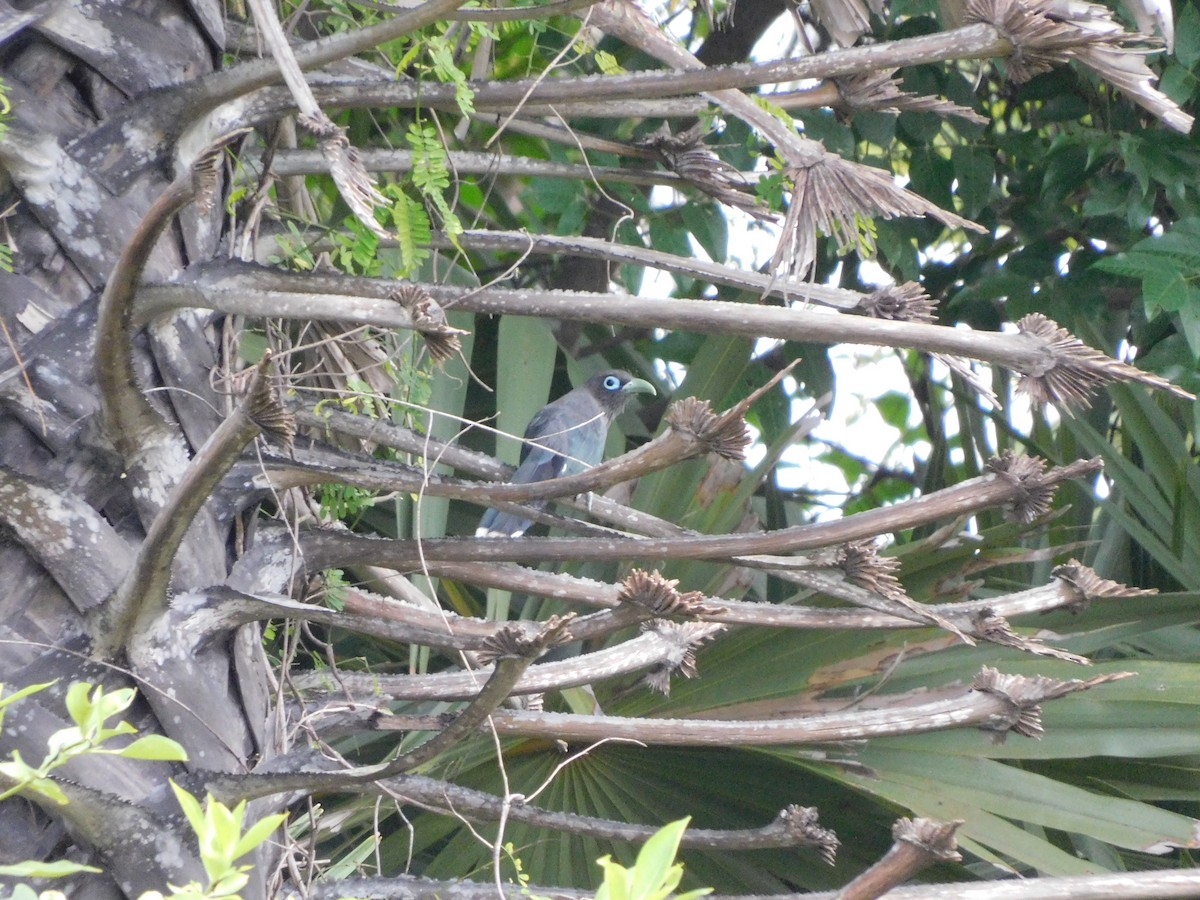 Blue-faced Malkoha - ML644688413