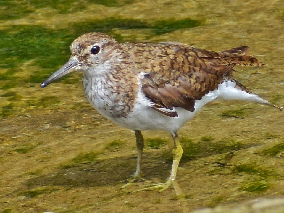 Перевозчик - ML644688417